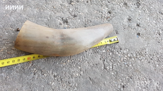 Биволски рог за дръжки , снимка 5 - Ножове - 51896213