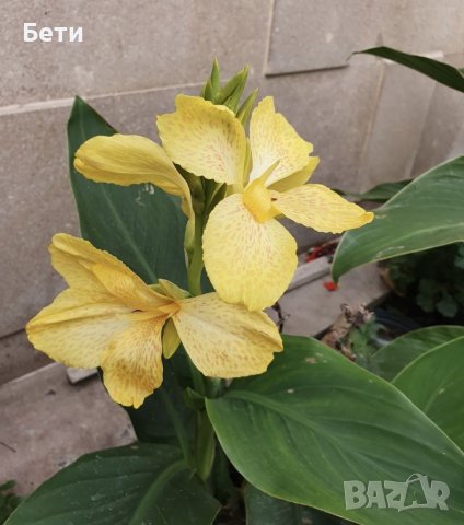 Индийска канна , снимка 2 - Градински цветя и растения - 37414321