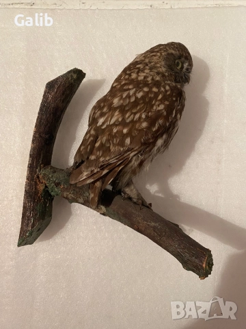 Замразен Бухал , снимка 4 - Други животни - 52675762