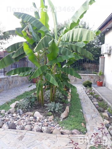 Банан . Бананова палма , снимка 2 - Градински цветя и растения - 33713944