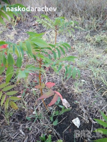 Фиданки Влакнест Шмак - Рустифина (Rhus typhina Dissecta), снимка 15 - Градински цветя и растения - 30338784
