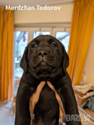 Две лабрадорчета си търсят стопани, снимка 7 - Лабрадор ретривър - 52677634