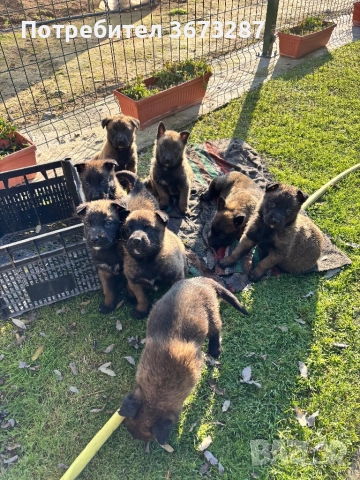 Белгийска овчарка малиноа