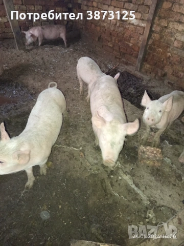 Свободни бели прасета, снимка 8 - Прасета - 53235612