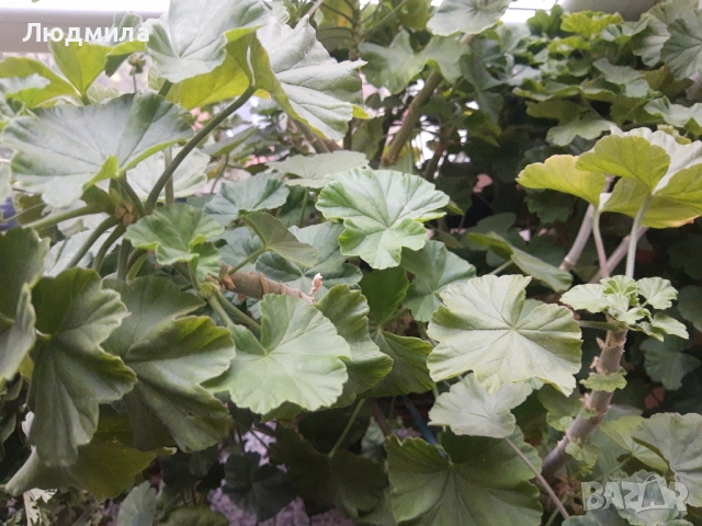 Мушкато,богато,последни бройки,над 10 бр.снимки от днес,цъфтят целог в сандъче                      , снимка 2 - Градински цветя и растения - 52723597