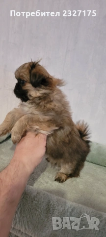 Пекинези, снимка 4 - Пекинез - 25815187