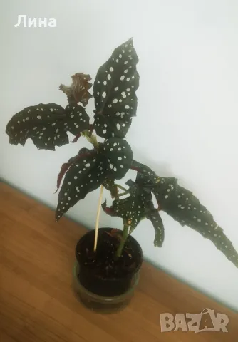 Бегония Макулата "Блек Форест" (Begonia  Maculata "Black Forest") , снимка 2 - Стайни растения - 50329720