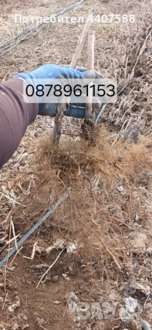 Разсад малини , снимка 14 - Разсади - 49562478