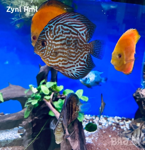 Риби Дискуси – група от 6бр.,здрави и красиви!, снимка 10 - Рибки - 52391837