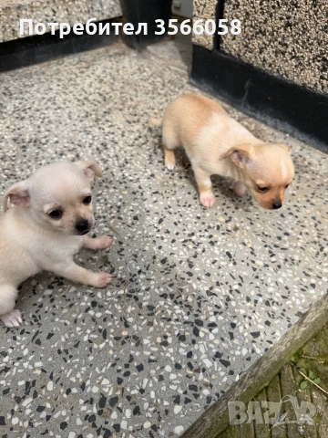 Чихуахуа , снимка 4 - Чихуахуа - 54096135