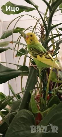 Социални вълнисти папагали, снимка 6 - Папагали - 52106934