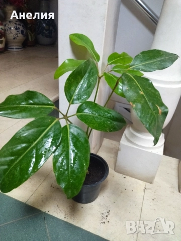 Чадъреста шефлера рядък вид , снимка 8 - Стайни растения - 52506181