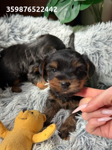 Йоркширски териерчета свободни за капариране