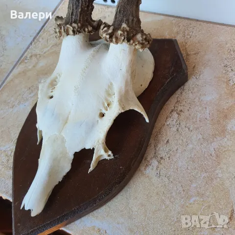 Сръндак Документиран, снимка 2 - Колекции - 50072932