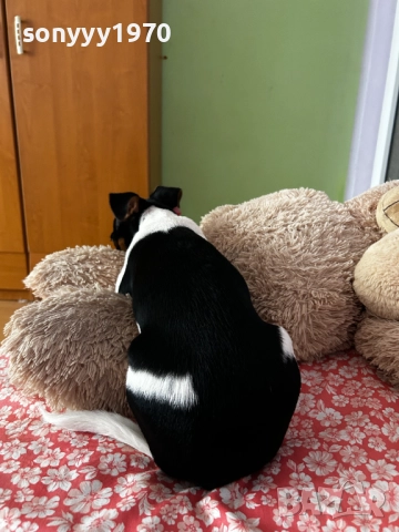 КИКИ ДЖАК ЗА КОЛЕДА МОМИЧЕНЦЕ 2512251553, снимка 6 - Джак ръсел териер - 52898121