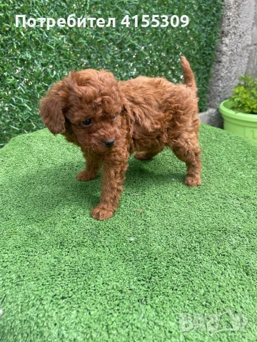 Мини Пудел, снимка 3 - Пудели - 51066626