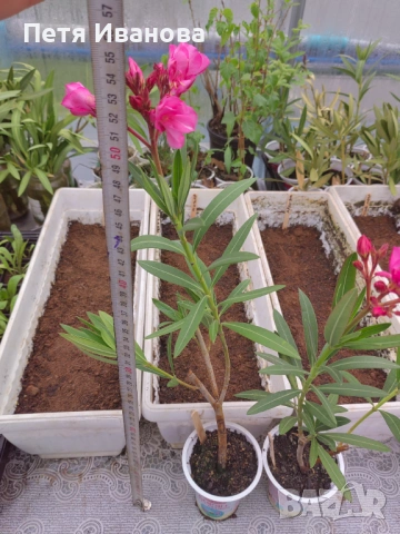 Олеандър(лян, зокум) розов кичест , снимка 3 - Градински цветя и растения - 54002964