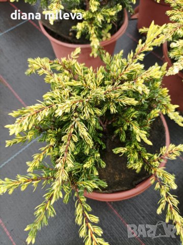 Хвойна Голдшатс, Juniperus Goldschats, студоустойчива!!, снимка 9 - Градински цветя и растения - 38563034