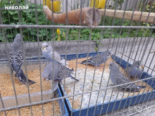 Продавам млади вълнисти папагали  и две млади корели, снимка 5 - Папагали - 54910450