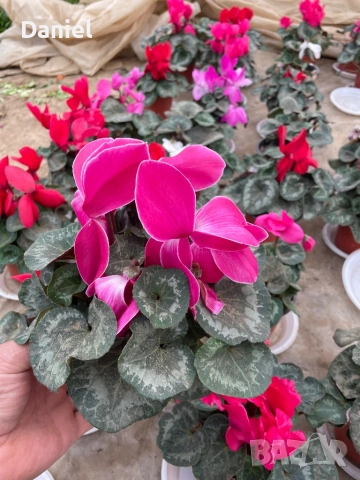 Карамфил и циклама, снимка 7 - Градински цветя и растения - 53939795