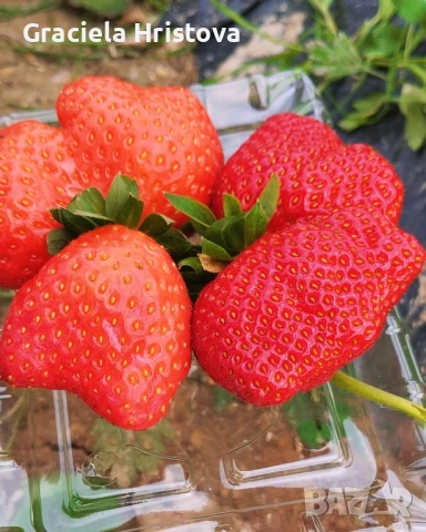 Продавам здрав разсад ягоди  целогодишни , снимка 9 - Сортови семена и луковици - 53945514