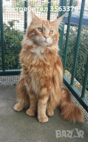 Мейн куун мъжки 