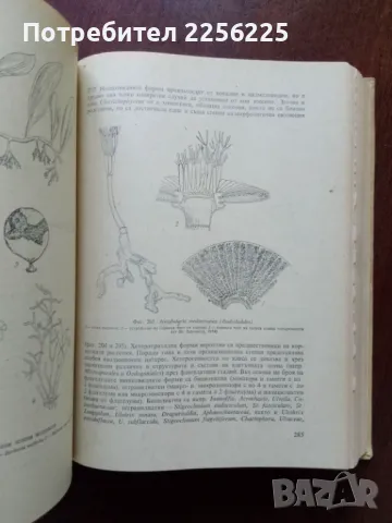 Ботаника ( част 2 ), снимка 5 - Специализирана литература - 50427598