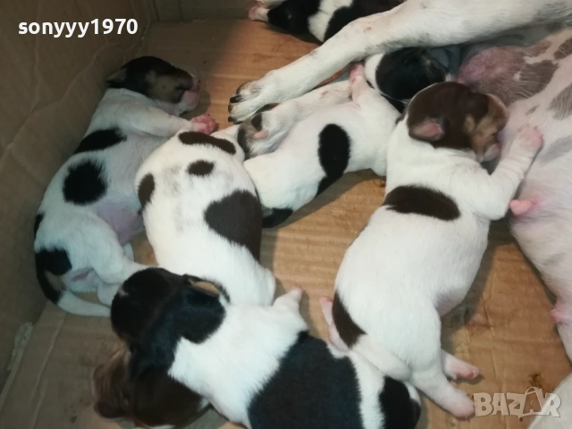 ДЖАК РЪСЕЛ 250ЛВ ЗА КУТРЕ 2008251933, снимка 16 - Джак ръсел териер - 51433966