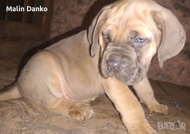 Бебета КАНЕ КОРСО, снимка 4 - Кане корсо - 52788488