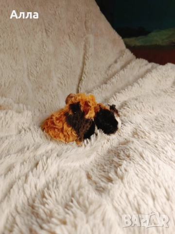 Морски свинчета с дълга коса и къдрава коса , снимка 2 - Морски свинчета - 52933885