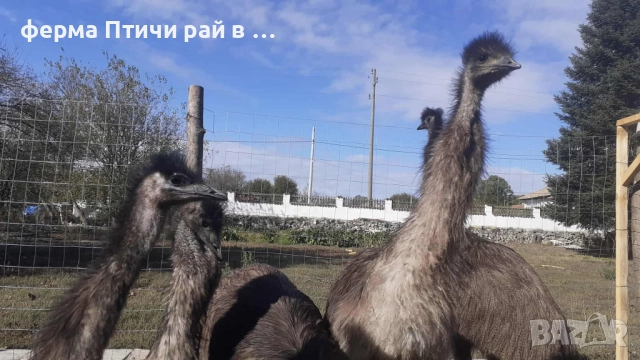 австралийско ему, снимка 2 - други­ - 51688808