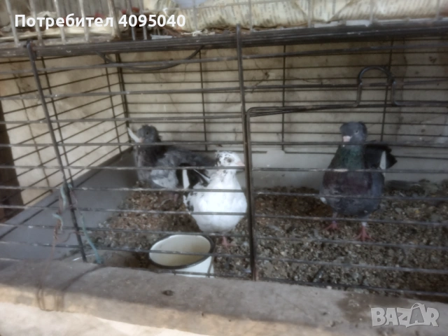 Продавам гълъби, снимка 10 - Гълъби - 51379486