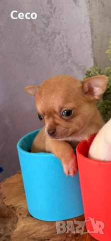 Бебета Чихуахуа, снимка 6 - Чихуахуа - 54077368
