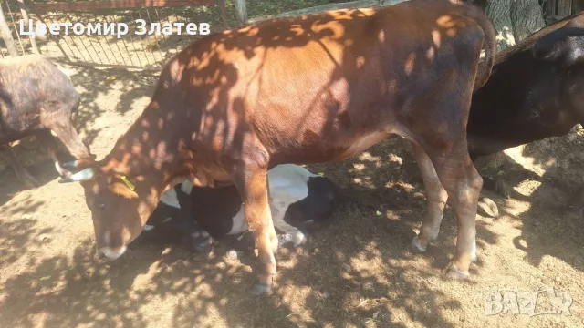 Продавам женско теле 