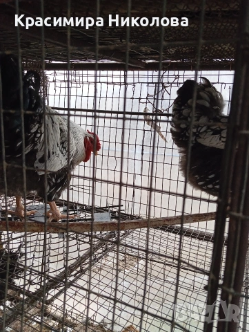 Двойка сребърен виандот, снимка 2 - Кокошки и пуйки - 53918526