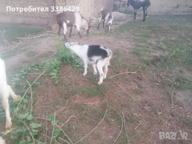 Ярета и пръчове 