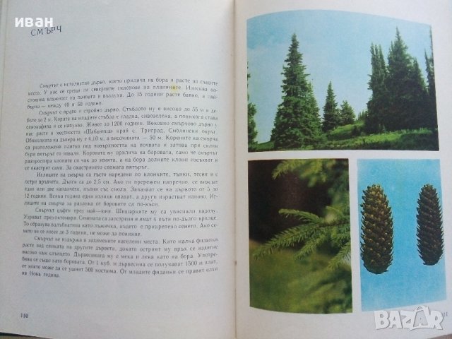 Детско албумче за растения и животни - Н.Меранзова,П.Кръстев, П.Петров - 1971г., снимка 4 - Енциклопедии, справочници - 42241223