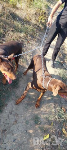 НОВО >>> Двоен повод за малки и големи кучета , снимка 3 - За кучета - 42590339