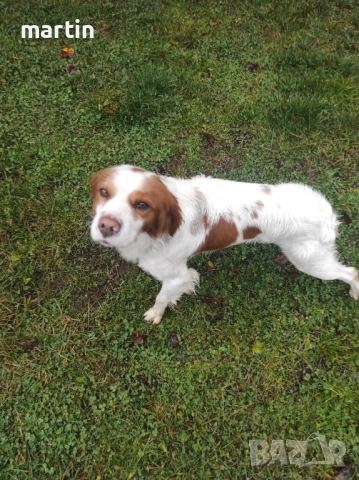 Подарявам Бретон Шпаньол , снимка 2 - Бретон шпаньол - 52924578