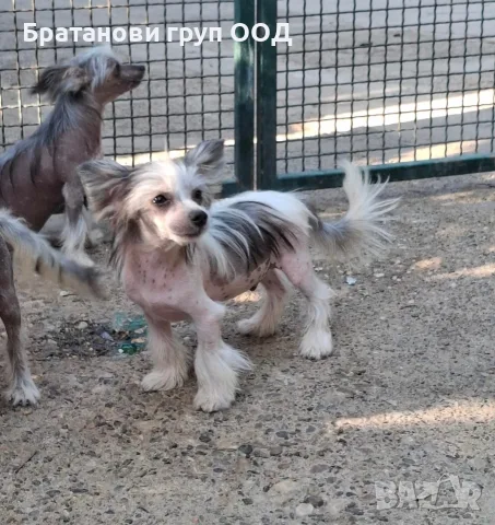 Китайско качулато куче, снимка 2 - Други - 56313400