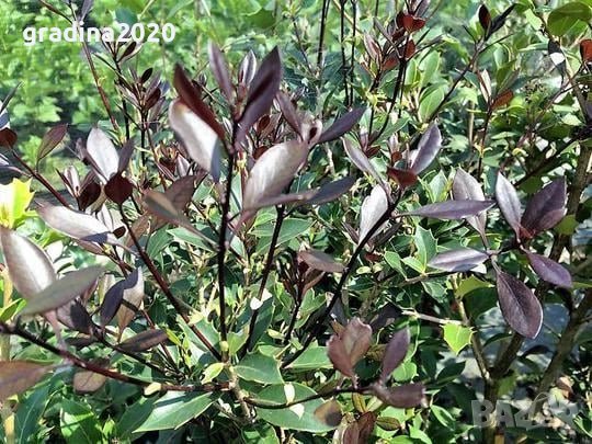 Османтус - osmanthus purpureus, снимка 5 - Градински цветя и растения - 32774267