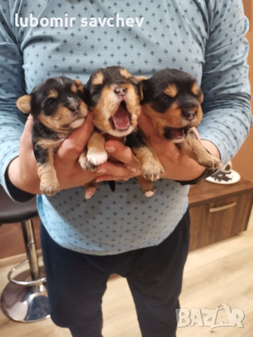 Шарени йоркита , снимка 6 - Йоркширски териер - 54048173