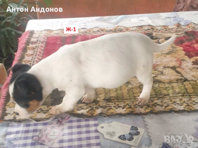 Джак Ръсел Териер, снимка 6 - Джак ръсел териер - 53382159