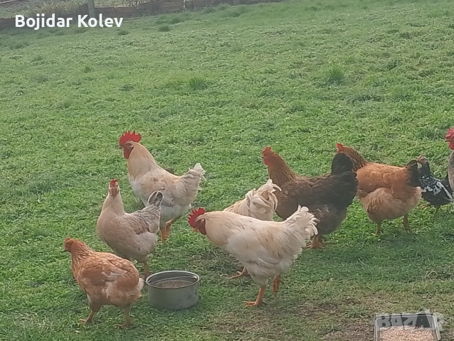 Млади петли, снимка 2 - Кокошки и пуйки - 53131391