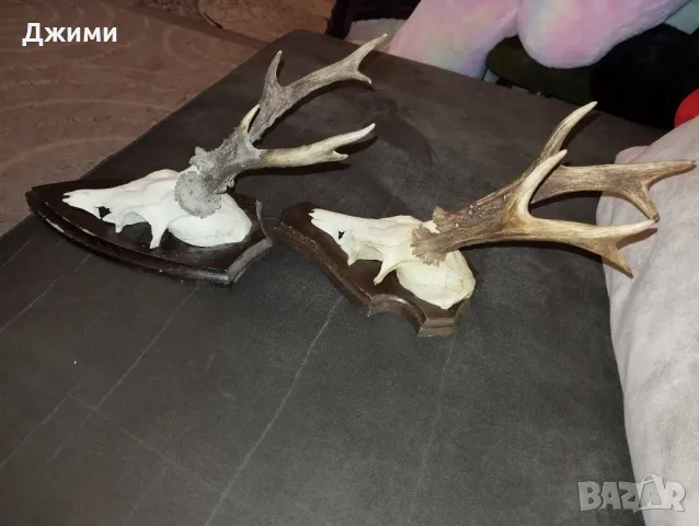 рога от сръндак, снимка 8 - Антикварни и старинни предмети - 48910974