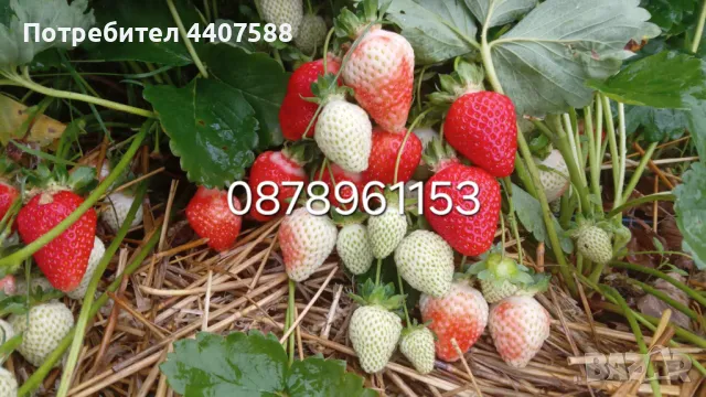 Целогодишни ягоди , снимка 4 - Разсади - 49982377