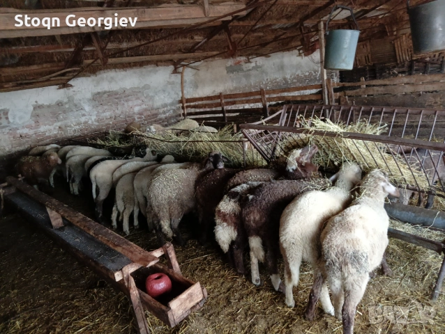 Агнета за празниците, снимка 2 - Овце - 54037958