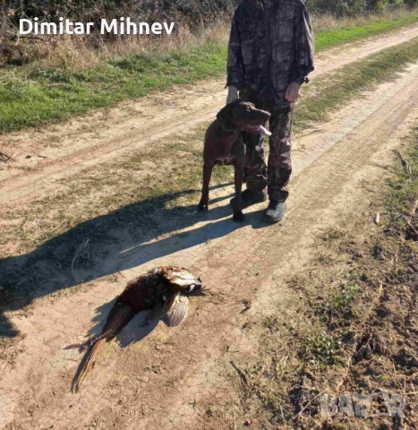 Чистокръвен Курцхаар търси женска, снимка 2 - Курцхаар - 52647857