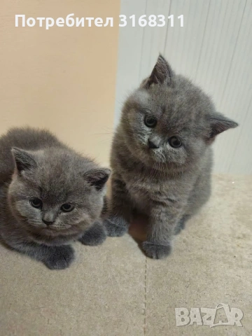 Страхотни малки пухчета, снимка 4 - Британска късокосместа - 53032093