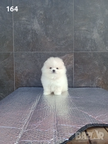 Померан. Реални снимки от 19.01.26 г., снимка 3 - Померан - 53077083